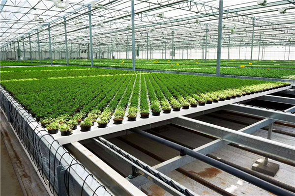 水溶肥的施用方法浅析