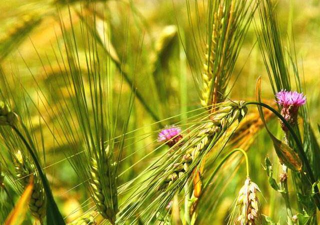 影响土壤健康的6大因素！